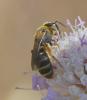 Halictus sp.